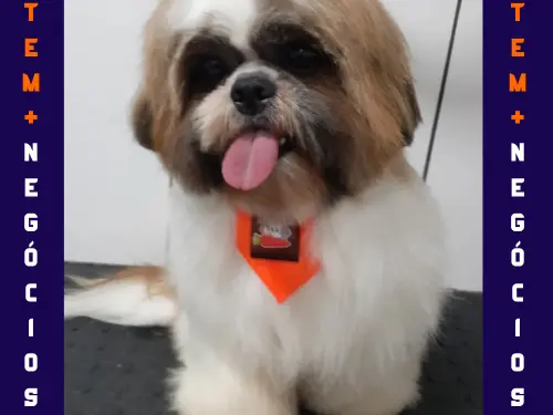 🐾 Seu pet merece o melhor! No Pet VIP Banho & Tosa, carinho, cuidado e beleza andam juntos! 💦✂️🐶 📅 Agende já o banho do seu pet 📲 (17) 99273-7799 ✨ Atendimento com amor, ambiente seguro e profissionais dedicados. Porque seu melhor amigo merece tratamento VIP! 💛