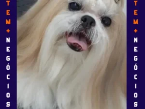 🐾 Seu pet merece o melhor! No Pet VIP Banho & Tosa, carinho, cuidado e beleza andam juntos! 💦✂️🐶 📅 Agende já o banho do seu pet 📲 (17) 99273-7799 ✨ Atendimento com amor, ambiente seguro e profissionais dedicados. Porque seu melhor amigo merece tratamento VIP! 💛