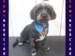 🐾 Seu pet merece o melhor! No Pet VIP Banho & Tosa, carinho, cuidado e beleza andam juntos! 💦✂️🐶 📅 Agende já o banho do seu pet 📲 (17) 99273-7799 ✨ Atendimento com amor, ambiente seguro e profissionais dedicados. Porque seu melhor amigo merece tratamento VIP! 💛