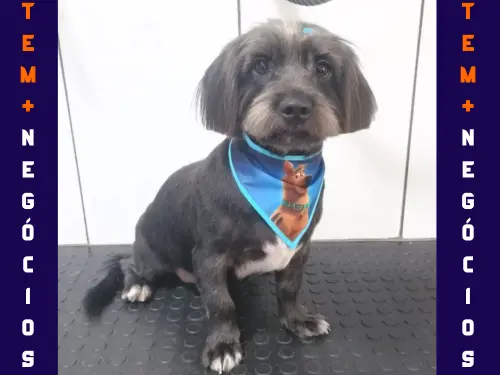 🐾 Seu pet merece o melhor! No Pet VIP Banho & Tosa, carinho, cuidado e beleza andam juntos! 💦✂️🐶 📅 Agende já o banho do seu pet 📲 (17) 99273-7799 ✨ Atendimento com amor, ambiente seguro e profissionais dedicados. Porque seu melhor amigo merece tratamento VIP! 💛