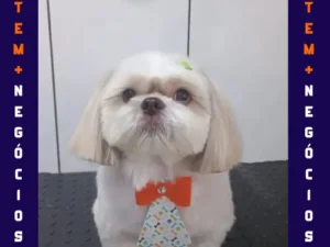 🐾 Seu pet merece o melhor! No Pet VIP Banho & Tosa, carinho, cuidado e beleza andam juntos! 💦✂️🐶 📅 Agende já o banho do seu pet 📲 (17) 99273-7799 ✨ Atendimento com amor, ambiente seguro e profissionais dedicados. Porque seu melhor amigo merece tratamento VIP! 💛