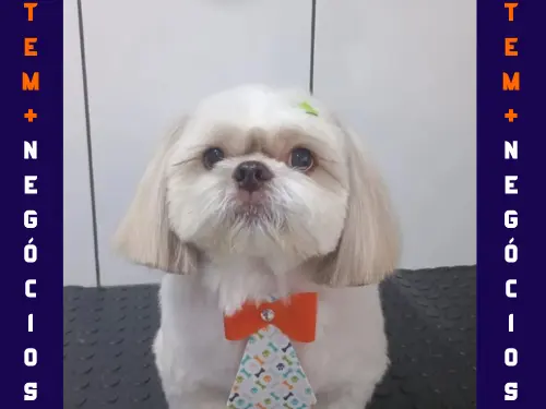 🐾 Seu pet merece o melhor! No Pet VIP Banho & Tosa, carinho, cuidado e beleza andam juntos! 💦✂️🐶 📅 Agende já o banho do seu pet 📲 (17) 99273-7799 ✨ Atendimento com amor, ambiente seguro e profissionais dedicados. Porque seu melhor amigo merece tratamento VIP! 💛