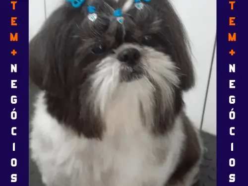 🐾 Seu pet merece o melhor! No Pet VIP Banho & Tosa, carinho, cuidado e beleza andam juntos! 💦✂️🐶 📅 Agende já o banho do seu pet 📲 (17) 99273-7799 ✨ Atendimento com amor, ambiente seguro e profissionais dedicados. Porque seu melhor amigo merece tratamento VIP! 💛