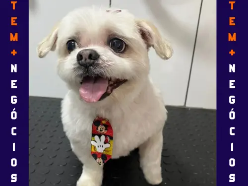 🐾 Seu pet merece o melhor! No Pet VIP Banho & Tosa, carinho, cuidado e beleza andam juntos! 💦✂️🐶 📅 Agende já o banho do seu pet 📲 (17) 99273-7799 ✨ Atendimento com amor, ambiente seguro e profissionais dedicados. Porque seu melhor amigo merece tratamento VIP! 💛