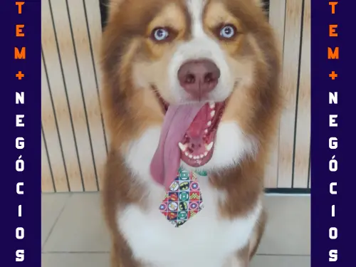 🐾 Seu pet merece o melhor! No Pet VIP Banho & Tosa, carinho, cuidado e beleza andam juntos! 💦✂️🐶 📅 Agende já o banho do seu pet 📲 (17) 99273-7799 ✨ Atendimento com amor, ambiente seguro e profissionais dedicados. Porque seu melhor amigo merece tratamento VIP! 💛
