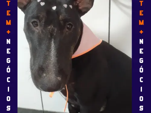 🐾 Seu pet merece o melhor! No Pet VIP Banho & Tosa, carinho, cuidado e beleza andam juntos! 💦✂️🐶 📅 Agende já o banho do seu pet 📲 (17) 99273-7799 ✨ Atendimento com amor, ambiente seguro e profissionais dedicados. Porque seu melhor amigo merece tratamento VIP! 💛