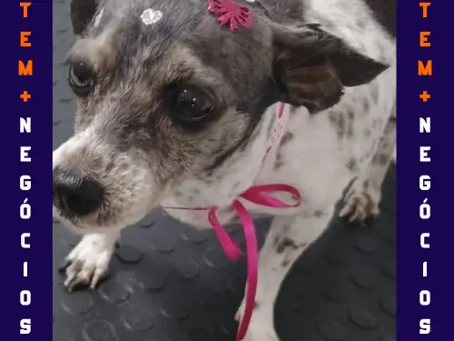 🐾 Seu pet merece o melhor! No Pet VIP Banho & Tosa, carinho, cuidado e beleza andam juntos! 💦✂️🐶 📅 Agende já o banho do seu pet 📲 (17) 99273-7799 ✨ Atendimento com amor, ambiente seguro e profissionais dedicados. Porque seu melhor amigo merece tratamento VIP! 💛