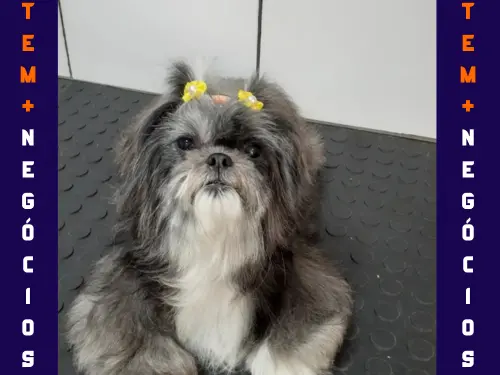 🐾 Seu pet merece o melhor! No Pet VIP Banho & Tosa, carinho, cuidado e beleza andam juntos! 💦✂️🐶 📅 Agende já o banho do seu pet 📲 (17) 99273-7799 ✨ Atendimento com amor, ambiente seguro e profissionais dedicados. Porque seu melhor amigo merece tratamento VIP! 💛