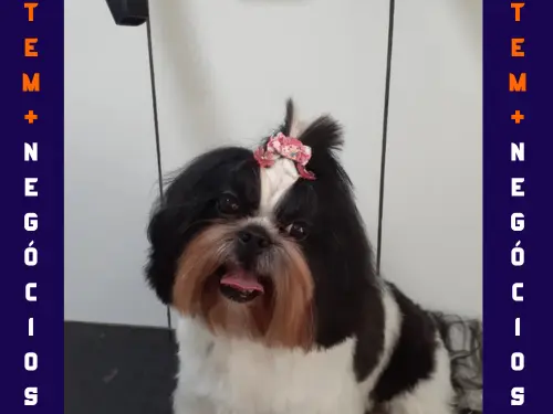 🐾 Seu pet merece o melhor! No Pet VIP Banho & Tosa, carinho, cuidado e beleza andam juntos! 💦✂️🐶 📅 Agende já o banho do seu pet 📲 (17) 99273-7799 ✨ Atendimento com amor, ambiente seguro e profissionais dedicados. Porque seu melhor amigo merece tratamento VIP! 💛