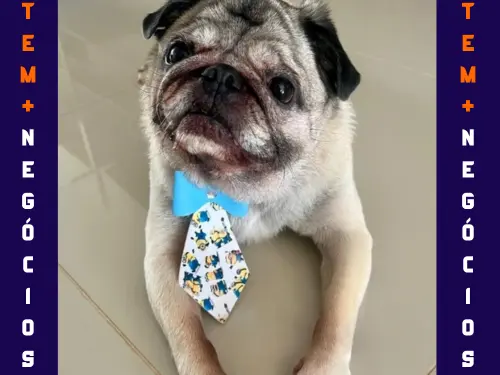 🐾 Seu pet merece o melhor! No Pet VIP Banho & Tosa, carinho, cuidado e beleza andam juntos! 💦✂️🐶 📅 Agende já o banho do seu pet 📲 (17) 99273-7799 ✨ Atendimento com amor, ambiente seguro e profissionais dedicados. Porque seu melhor amigo merece tratamento VIP! 💛