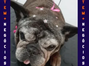 🐾 Seu pet merece o melhor! No Pet VIP Banho & Tosa, carinho, cuidado e beleza andam juntos! 💦✂️🐶 📅 Agende já o banho do seu pet 📲 (17) 99273-7799 ✨ Atendimento com amor, ambiente seguro e profissionais dedicados. Porque seu melhor amigo merece tratamento VIP! 💛
