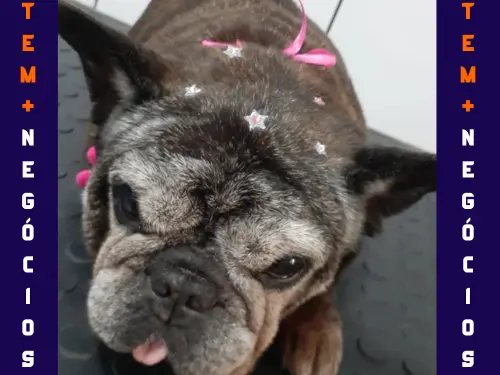🐾 Seu pet merece o melhor! No Pet VIP Banho & Tosa, carinho, cuidado e beleza andam juntos! 💦✂️🐶 📅 Agende já o banho do seu pet 📲 (17) 99273-7799 ✨ Atendimento com amor, ambiente seguro e profissionais dedicados. Porque seu melhor amigo merece tratamento VIP! 💛