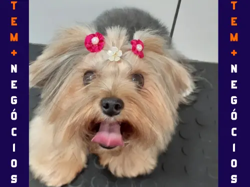 🐾 Seu pet merece o melhor! No Pet VIP Banho & Tosa, carinho, cuidado e beleza andam juntos! 💦✂️🐶 📅 Agende já o banho do seu pet 📲 (17) 99273-7799 ✨ Atendimento com amor, ambiente seguro e profissionais dedicados. Porque seu melhor amigo merece tratamento VIP! 💛