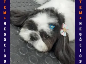 🐾 Seu pet merece o melhor! No Pet VIP Banho & Tosa, carinho, cuidado e beleza andam juntos! 💦✂️🐶 📅 Agende já o banho do seu pet 📲 (17) 99273-7799 ✨ Atendimento com amor, ambiente seguro e profissionais dedicados. Porque seu melhor amigo merece tratamento VIP! 💛