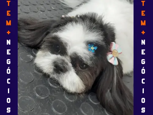 🐾 Seu pet merece o melhor! No Pet VIP Banho & Tosa, carinho, cuidado e beleza andam juntos! 💦✂️🐶 📅 Agende já o banho do seu pet 📲 (17) 99273-7799 ✨ Atendimento com amor, ambiente seguro e profissionais dedicados. Porque seu melhor amigo merece tratamento VIP! 💛