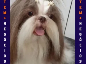 🐾 Seu pet merece o melhor! No Pet VIP Banho & Tosa, carinho, cuidado e beleza andam juntos! 💦✂️🐶 📅 Agende já o banho do seu pet 📲 (17) 99273-7799 ✨ Atendimento com amor, ambiente seguro e profissionais dedicados. Porque seu melhor amigo merece tratamento VIP! 💛