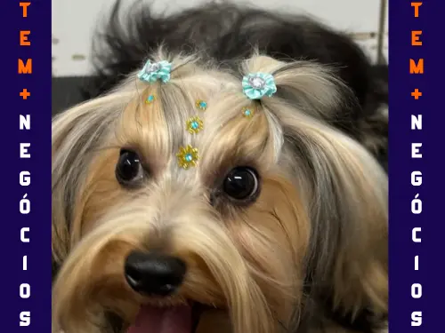 🐾 Seu pet merece o melhor! No Pet VIP Banho & Tosa, carinho, cuidado e beleza andam juntos! 💦✂️🐶 📅 Agende já o banho do seu pet 📲 (17) 99273-7799 ✨ Atendimento com amor, ambiente seguro e profissionais dedicados. Porque seu melhor amigo merece tratamento VIP! 💛